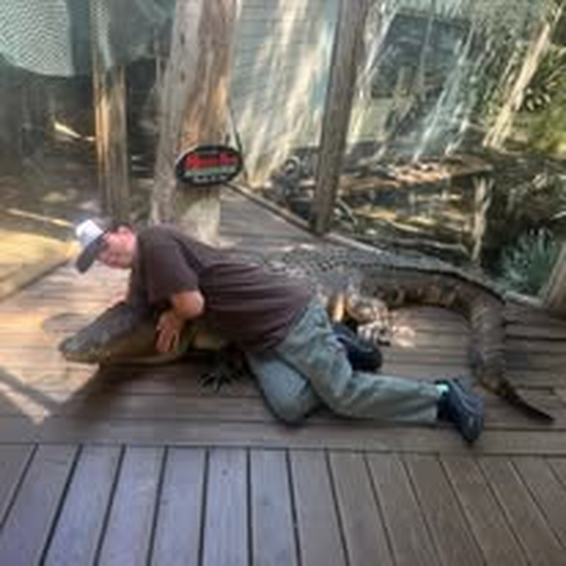 A staff member kneeling beside an alligator at a wildlife park.